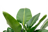 Strelitzia Nicolai luxury XXL - 250cm - ø40