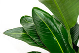 Strelitzia Nicolai luxury XXL - 250cm - ø40