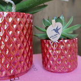 Kolibri Orchids | rode phalaenopsis orchid Congo + Pearl Pot red - potmaat Ø9cm | bloeiende kamerplant - vers van de kweker
