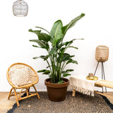 Strelitzia Nicolai luxury XXL - 250cm - ø40