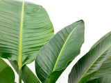 Strelitzia Nicolai luxury XXL - 250cm - ø40