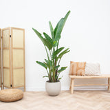 Strelitzia Augusta multi-stemmed