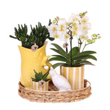 Kolibri Company | Gift set Mediterranean Sunset | Plantenset met witte Phalaenopsis Orchidee Lausanne en Succulents incl. pottery ceramics
