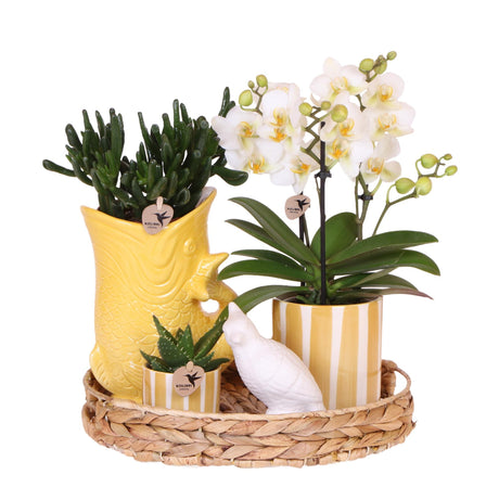 Kolibri Company | Gift set Mediterranean Sunset | Plantenset met witte Phalaenopsis Orchidee Lausanne en Succulents incl. pottery ceramics