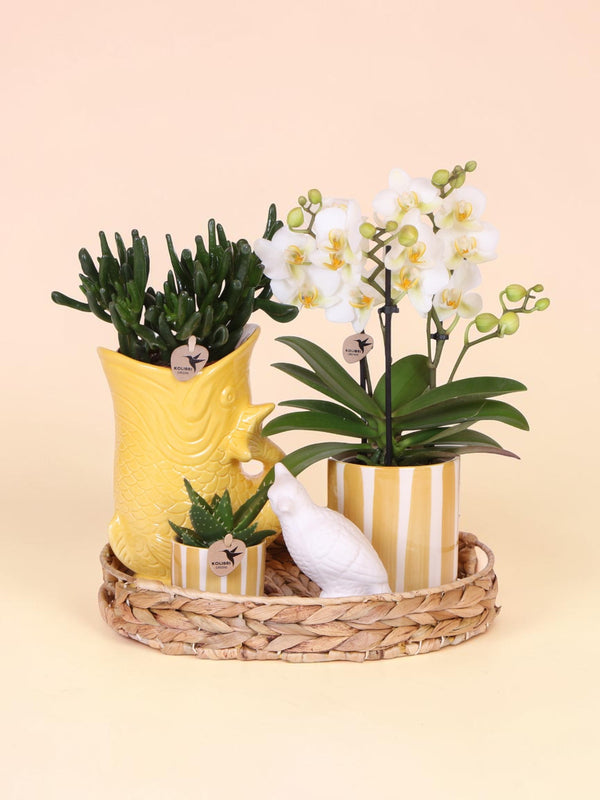 Kolibri Company | Gift set Mediterranean Sunset | Plantenset met witte Phalaenopsis Orchidee Lausanne en Succulents incl. pottery ceramics