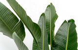 Strelitzia Augusta multi-stemmed