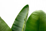 Luxury Strelitzia Augusta XXL - 250cm - ø38