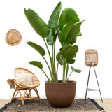 Luxury Strelitzia Augusta XXL - 250cm - ø38