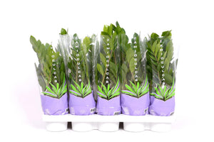 Zamioculcas 35 - Ø12cm - ↕30cm